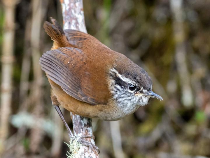 Hermit Wood Wren