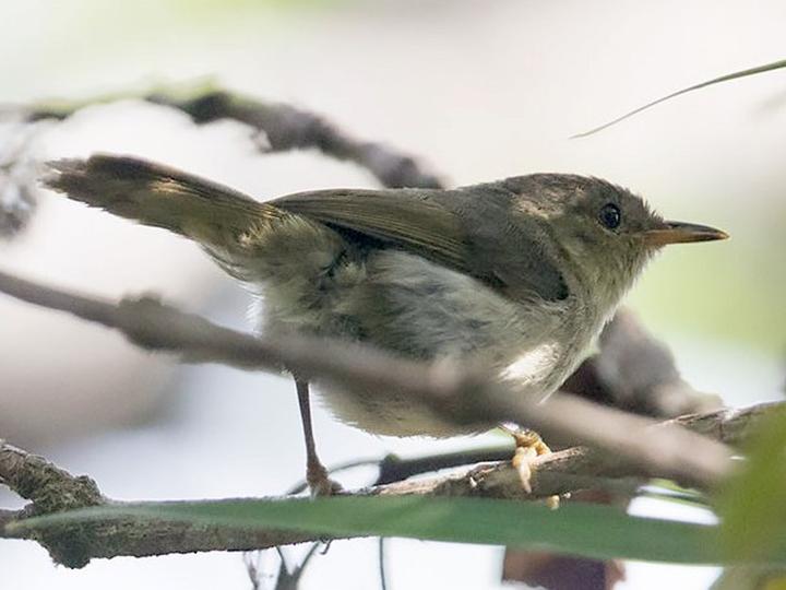 Cryptic Warbler