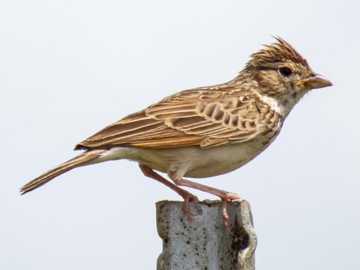 Monotonous Lark