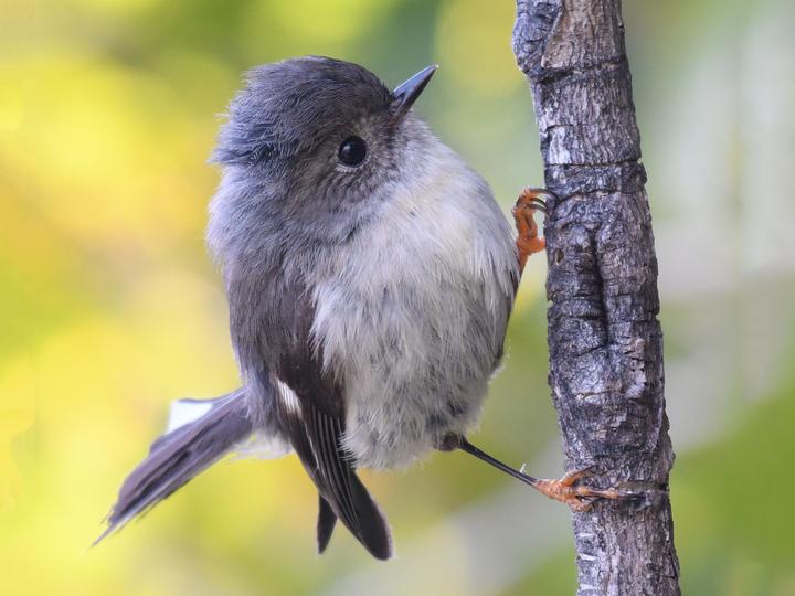 Tomtit