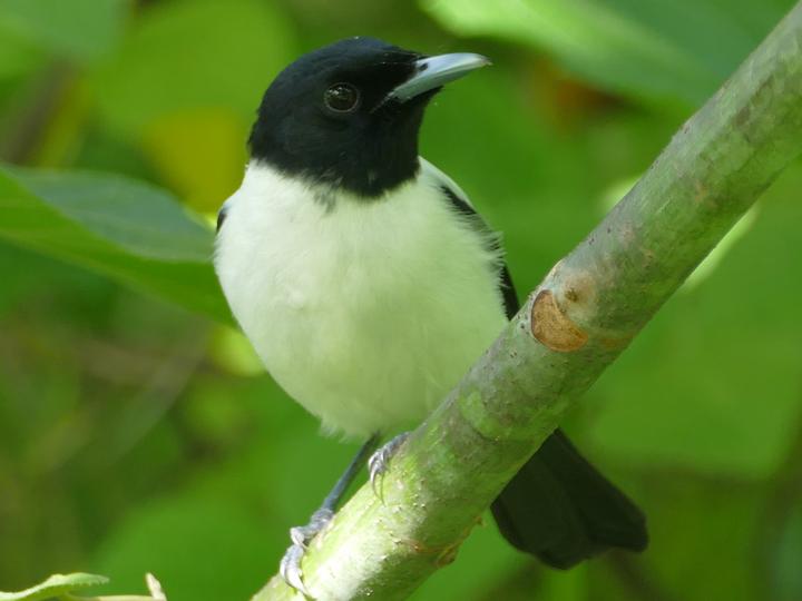 Yap Monarch