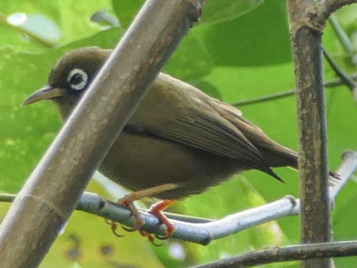 Olive-colored White-eye