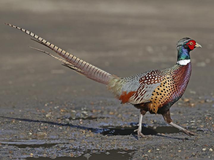 Common Pheasant