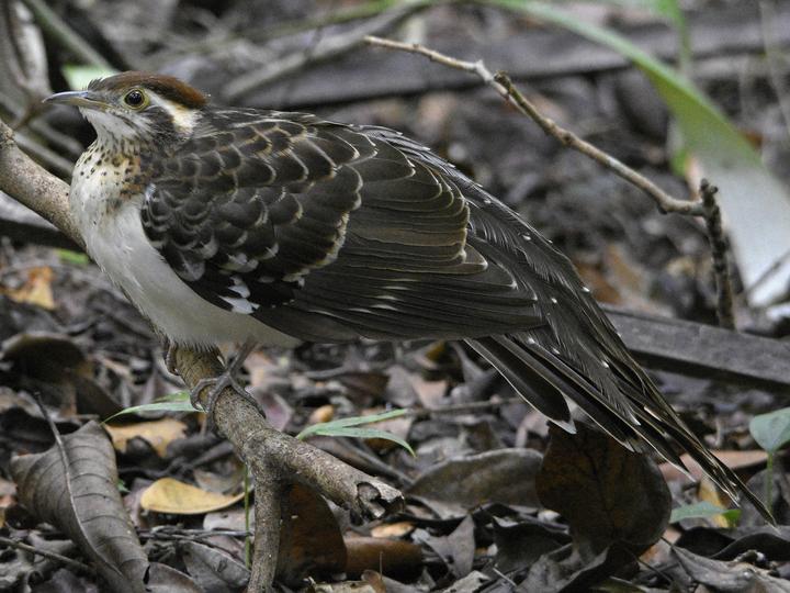 Pheasant Cuckoo