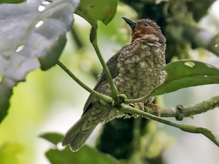 Jameson's Antpecker