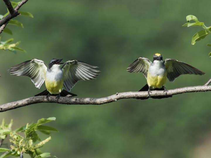 Snowy-throated Kingbird