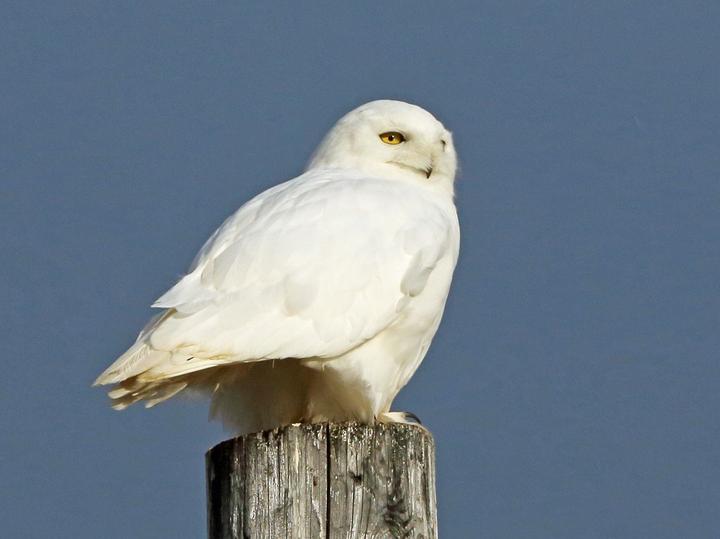 Snowy Owl