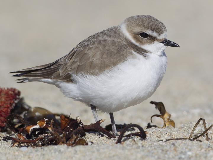 Snowy Plover