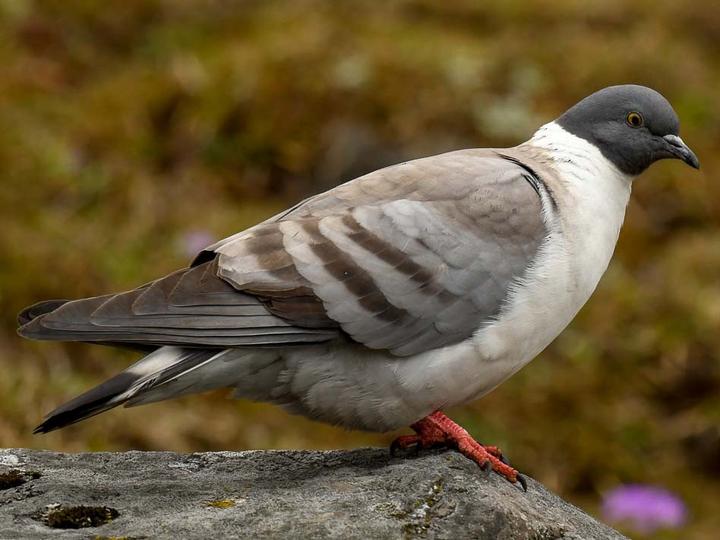 Snow Pigeon