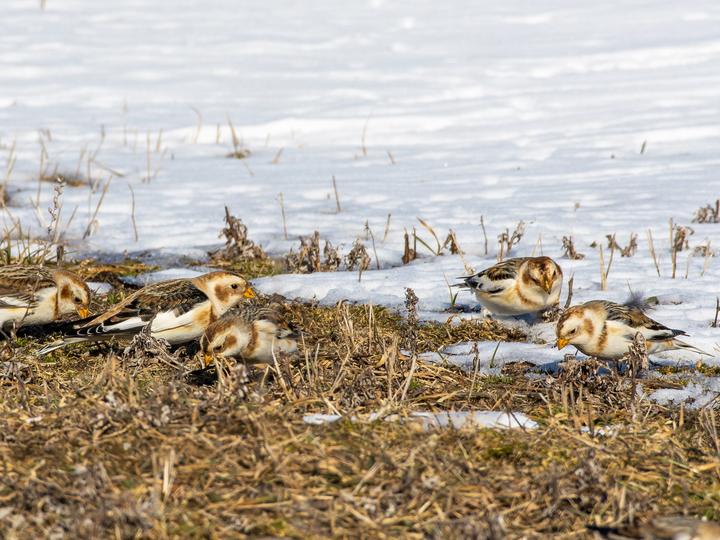 Snow Bunting