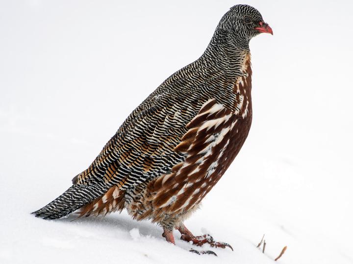 Snow Partridge
