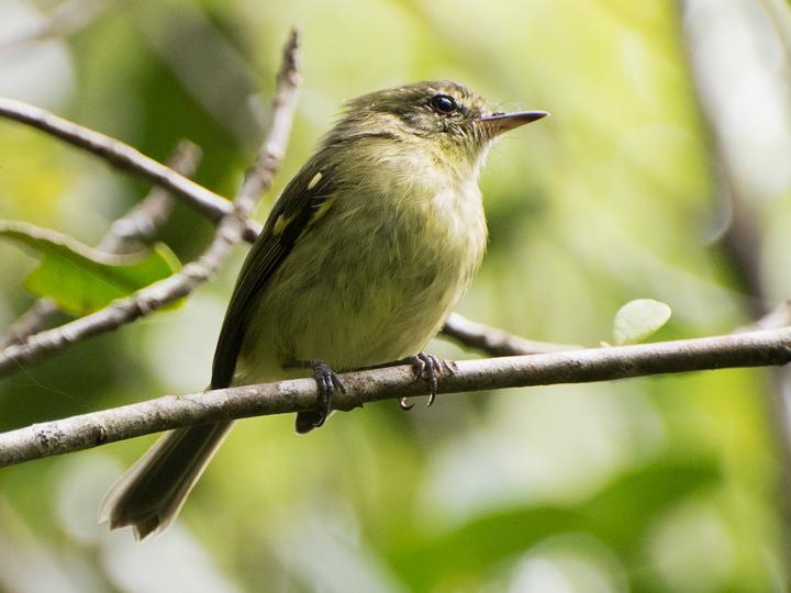 Restinga Tyrannulet