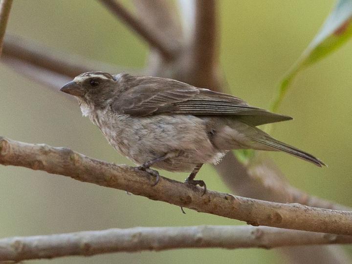 Reichard's Seedeater