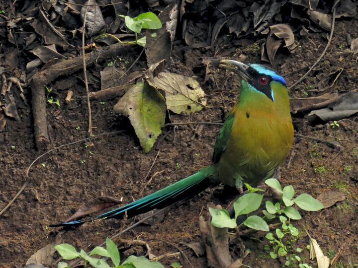 Lesson's Motmot