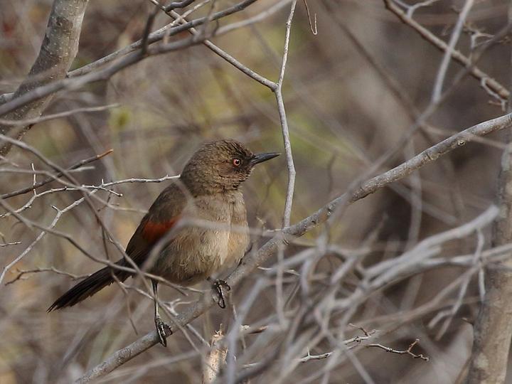 Red-shouldered Spinetail