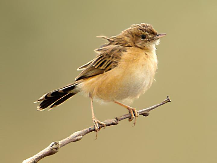 Dambo Cisticola