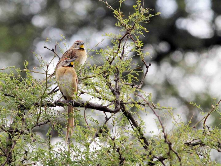 Chotoy Spinetail