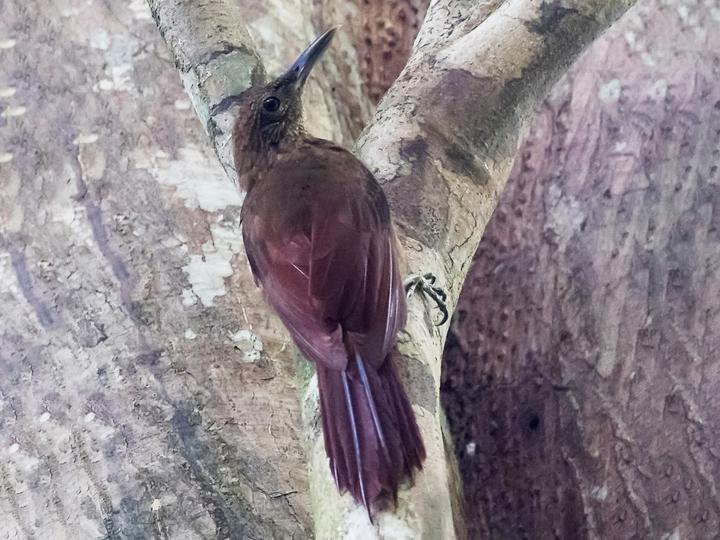 Hoffmanns's Woodcreeper