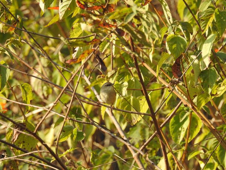 Grey-crowned Prinia