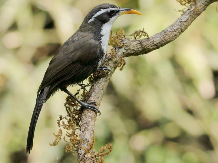 Indian Scimitar Babbler