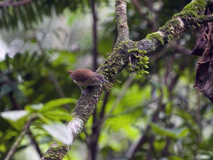 Horsfield's Babbler