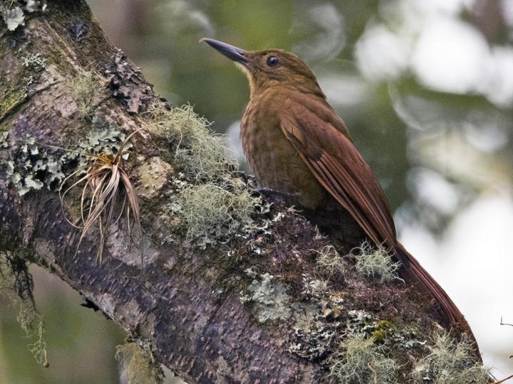 Tyrannine Woodcreeper