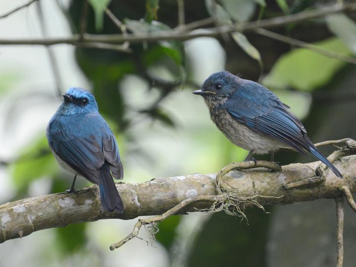 Indigo Flycatcher