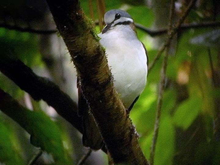 Sapphire Quail-Dove
