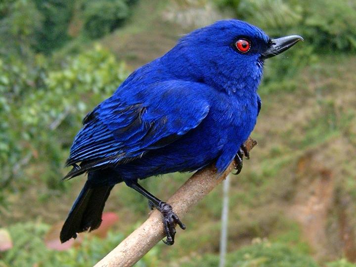 Indigo Flowerpiercer