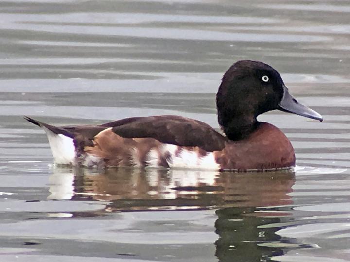Baer's Pochard