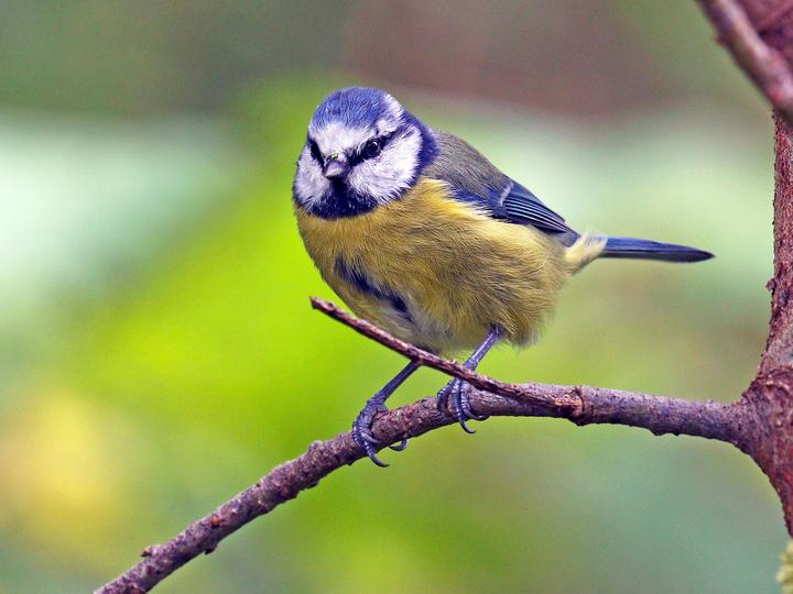 Eurasian Blue Tit