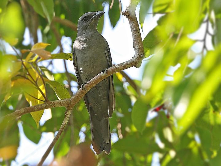 Slaty Cuckooshrike