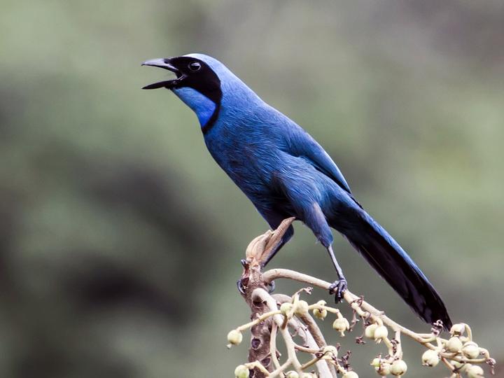 Turquoise Jay