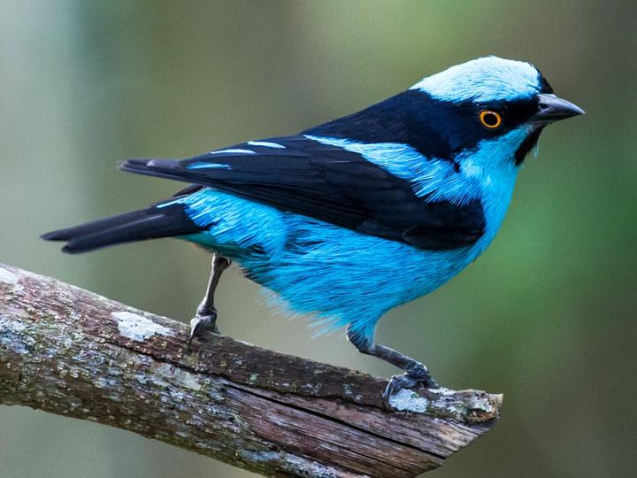 Turquoise Dacnis
