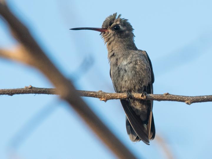 Turquoise-crowned Hummingbird