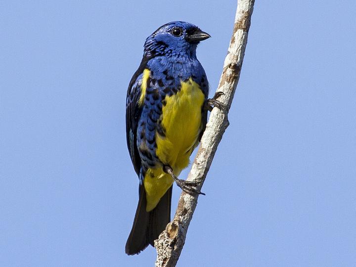 Turquoise Tanager