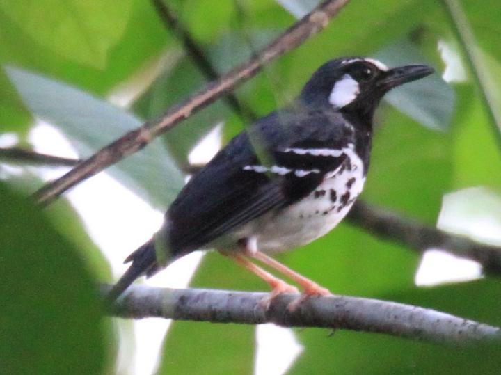 Slaty-backed Thrush