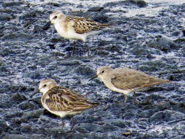Temminck's Stint