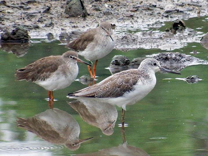 Common Greenshank
