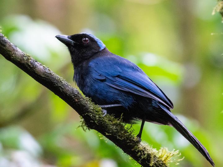 Azure-hooded Jay