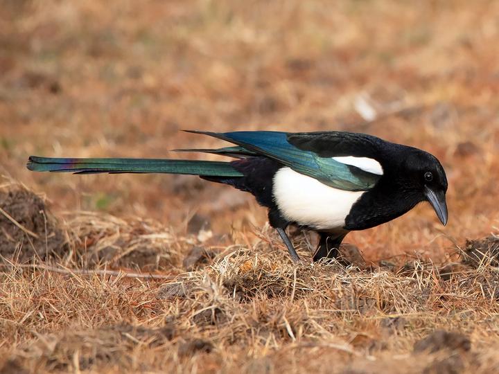 Black-rumped Magpie