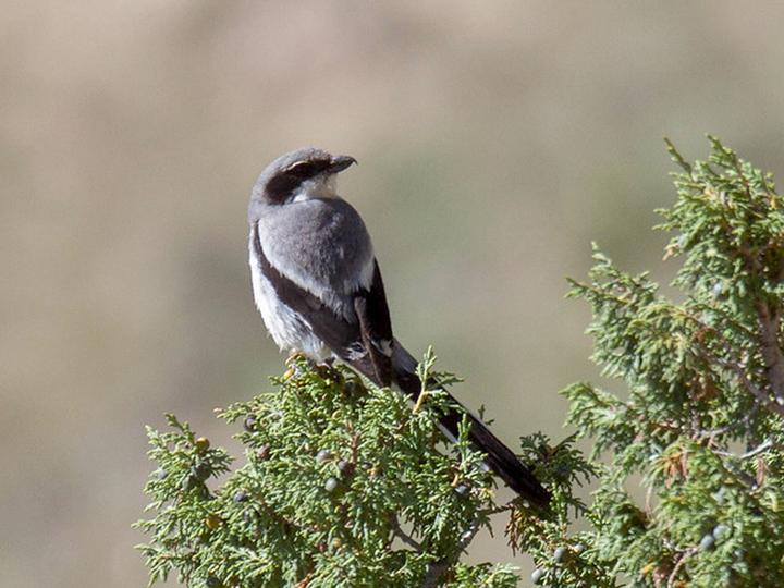 Giant Grey Shrike