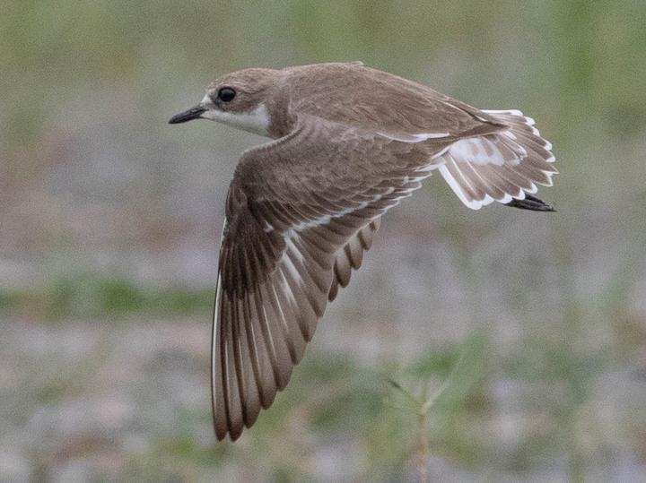 Tibetan Sand Plover