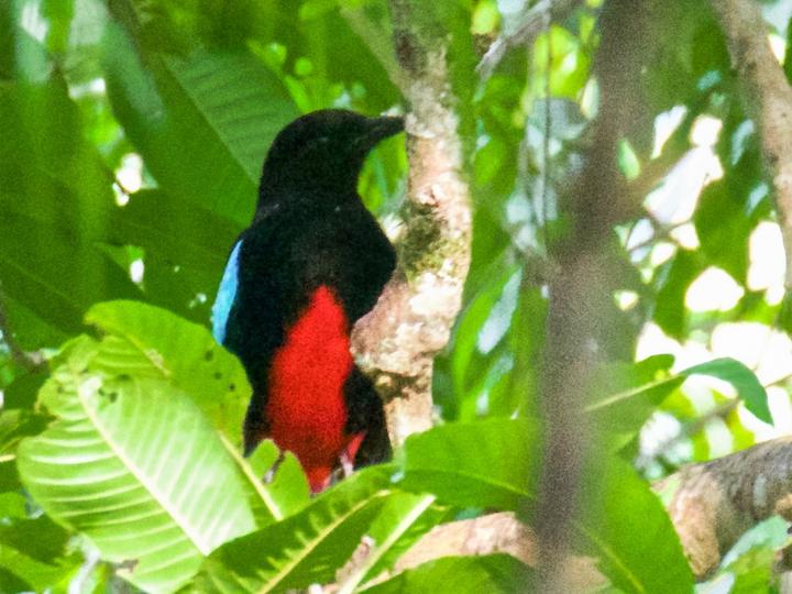 Superb Pitta