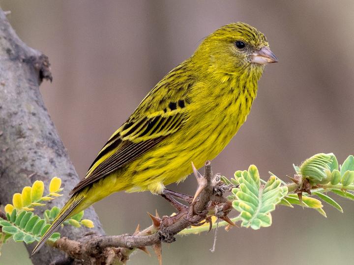 African Citril