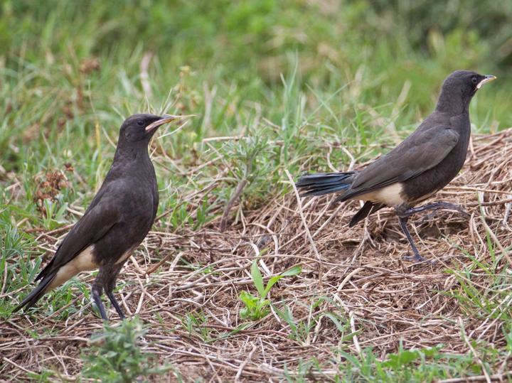 Pied Starling