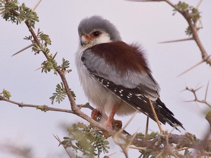 Pygmy Falcon