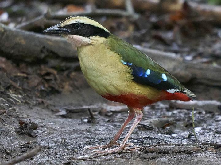 African Pitta
