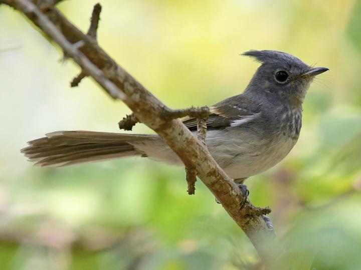Blue-mantled Crested Flycatcher