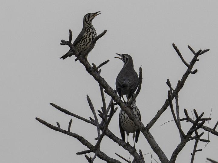 Groundscraper Thrush